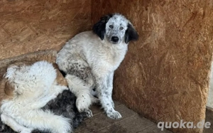 Ängstlicher Freckles sucht Schutzzone