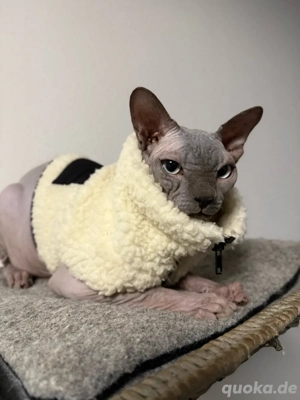 Canadian Sphynx Deckkater 
