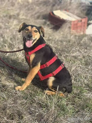 Dolly sucht liebevolle Familie