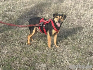Dolly sucht liebevolle Familie Bild 3