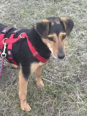 Dolly sucht liebevolle Familie Bild 4