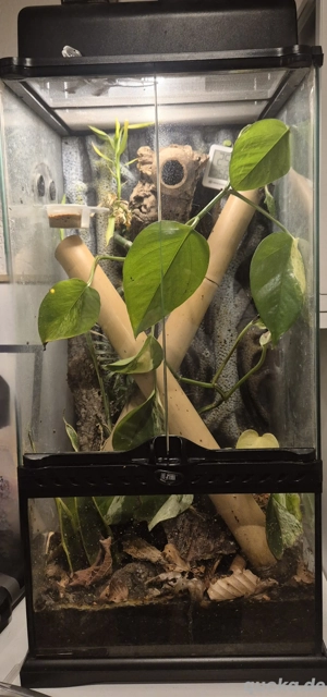 Exoterra Paludarium 30X30X60