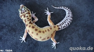 Tremper Albino Eclipse Raptor Kombinationen Leopardgecko Männchen Weibchen