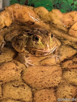 Afrikanischer Ochsenfrosch mit Terrarium + Technik 