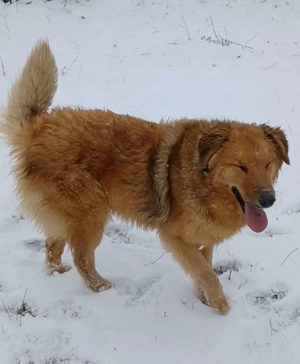 Biondo, a.d.Tierschutz, sanft und schmusebedürftig 