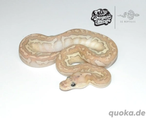 0.1 Black Pastel Spotnose Coral Glow Lesser Clown, Königspython 