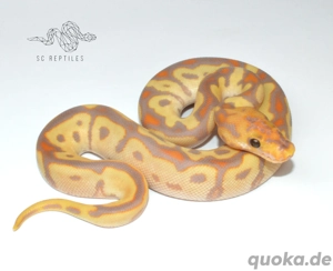 1.0 Orange Dream Red Stripe Spotnose Coral Glow Clown, Königspython 