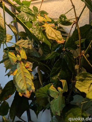 Wandelnde Blätter mit Terrarium 