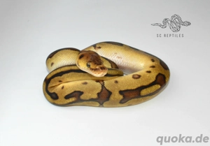 1.0 Enchi Genetic stripe Clown, Königspython  Bild 2