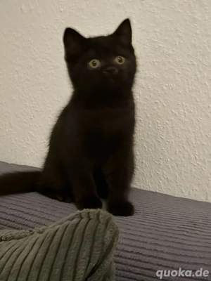 BKH Mädchen sucht noch ein schönes zu Hause 