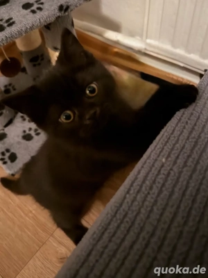 BKH Mädchen sucht noch ein schon zu hause 