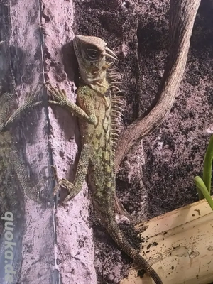 Malayischer Nackenstachler,arcantosaura armata