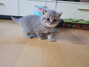 BKH Kitten reinrassig mit Stammbaum