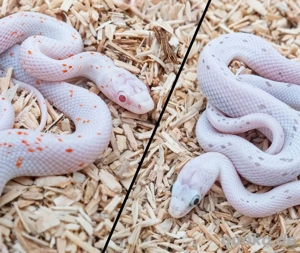 1.1 Amel   Anery Palmetto