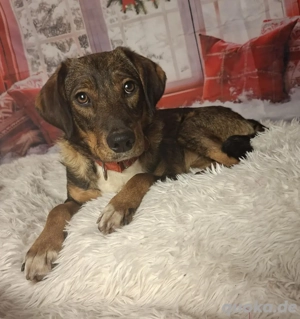 Dreamteam gesucht von Teamplayerin Ashy