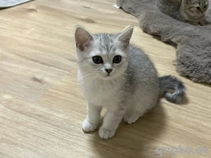 Reinrassige Britisch -Kurzhaar Kitten abzugeben