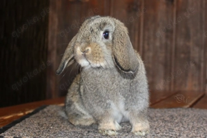    Kleine Zwergwidder Baby Kaninchen Hasen Minilop Rammler   