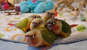 Super zahme Molinasittiche Pyrrhura Handzahm - Handaufzucht *Papagei*