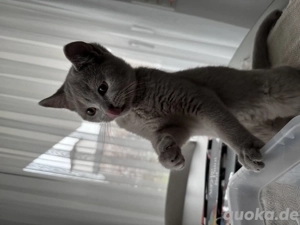 Britisch Kurzhaar  kitten bkh 