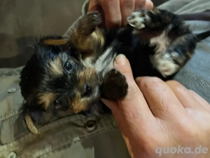    Wurf-Bekanntmachung: Süße Biewer Yorkshire Terrier Welpen sind da!