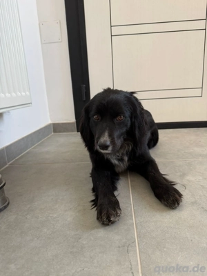 Gypsy, schüchterne kleine Hündin 