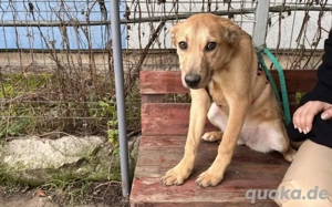  Bezauberndes Hundemädchen Honey			