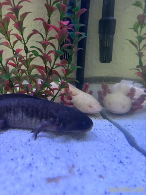 axolotl zu verkaufen 