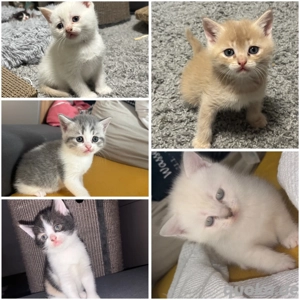 Britisch Kurzhaar Kitten BKH 