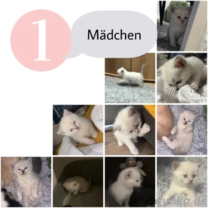 Britisch Kurzhaar Kitten BKH 