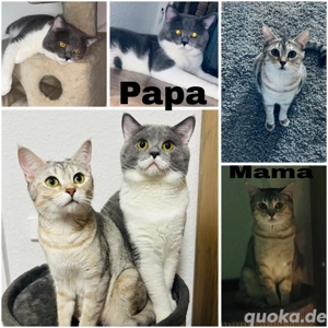 Britisch Kurzhaar Kitten BKH 