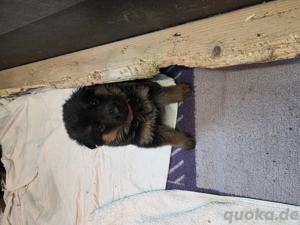 Schäferhundewelpen 