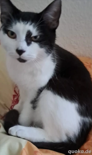 Katze in liebevolle Hände abzugeben. 