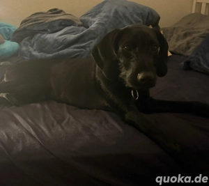 Deutscher draahthaar mischling 