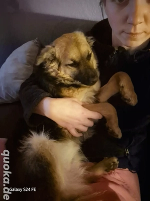 Hillary-sensible Junghündin , sucht ein liebevolles Zuhause