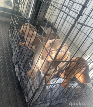 Die Welpen kommen aus einem sorgfältig gezüchteten Wurf und wurden alle vollständig überprüft