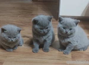 Reinrassige BKH Kitten-Blau
