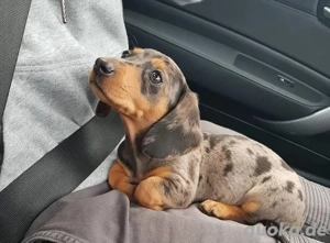 Zwergdackel Welpen Dackel