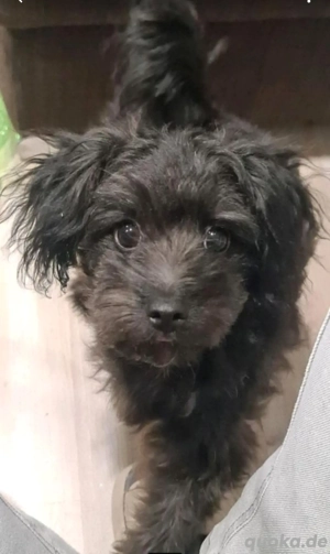 Toypudel Zwergpudel welpe sucht Zuhause mit Herz