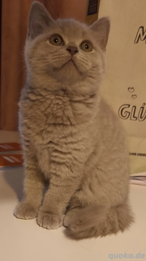 Zuckersüße BKH Kitten 