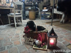 Verkaufe Schwarz-braune Schäferhundwelpen