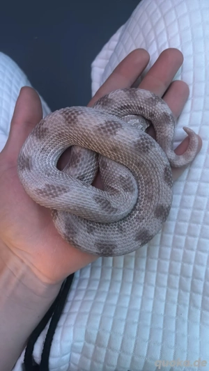 lavender conda 0.1 adult 