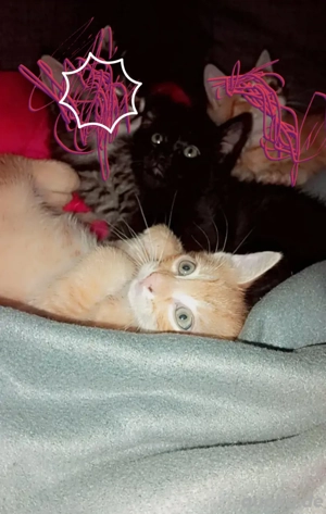 Kleine Kätzchen zu verkaufen   