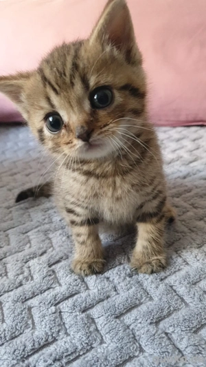    Wunderschöner 3 Monate alter Katzenbaby-Kater sucht liebevolles Zuhause   