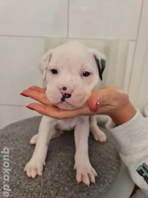 Deutscher Boxer Welpen! Absolut genialer Wurf! So einen gibt's nicht nochmal!