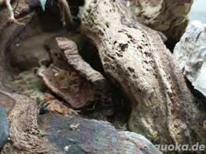 Tityus serrulatus Große Gruppe!!!