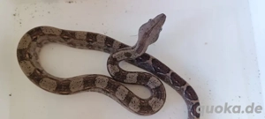 Boa Constrictor Imperator NZ25