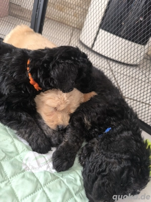 Goldendoodle Multigeneration 