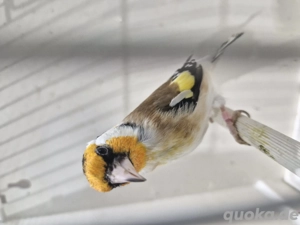 Verkaufe ein Stieglitz Hahn von 25