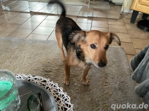 Super zarte Seele sucht familie