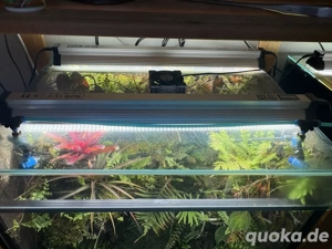 Dendrobaten Terrarien